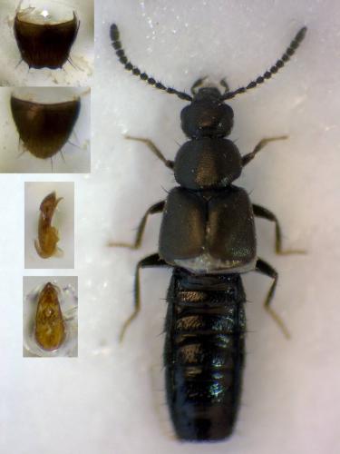 Atheta atramentaria